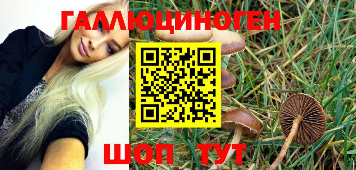 Галлюциногенные грибы Psilocybe Ногинск